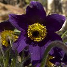 fleurs dans mon jardin