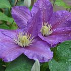 Fleurs dans mon jardin