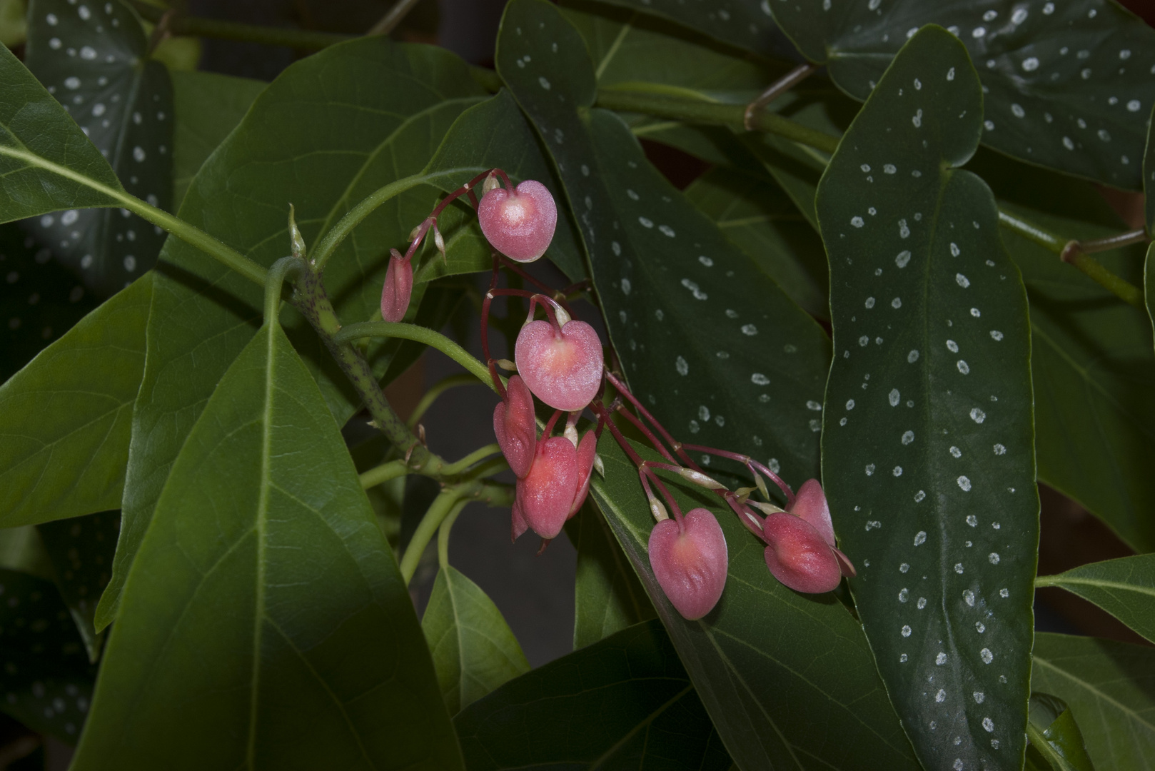 fleurs d'arbousier