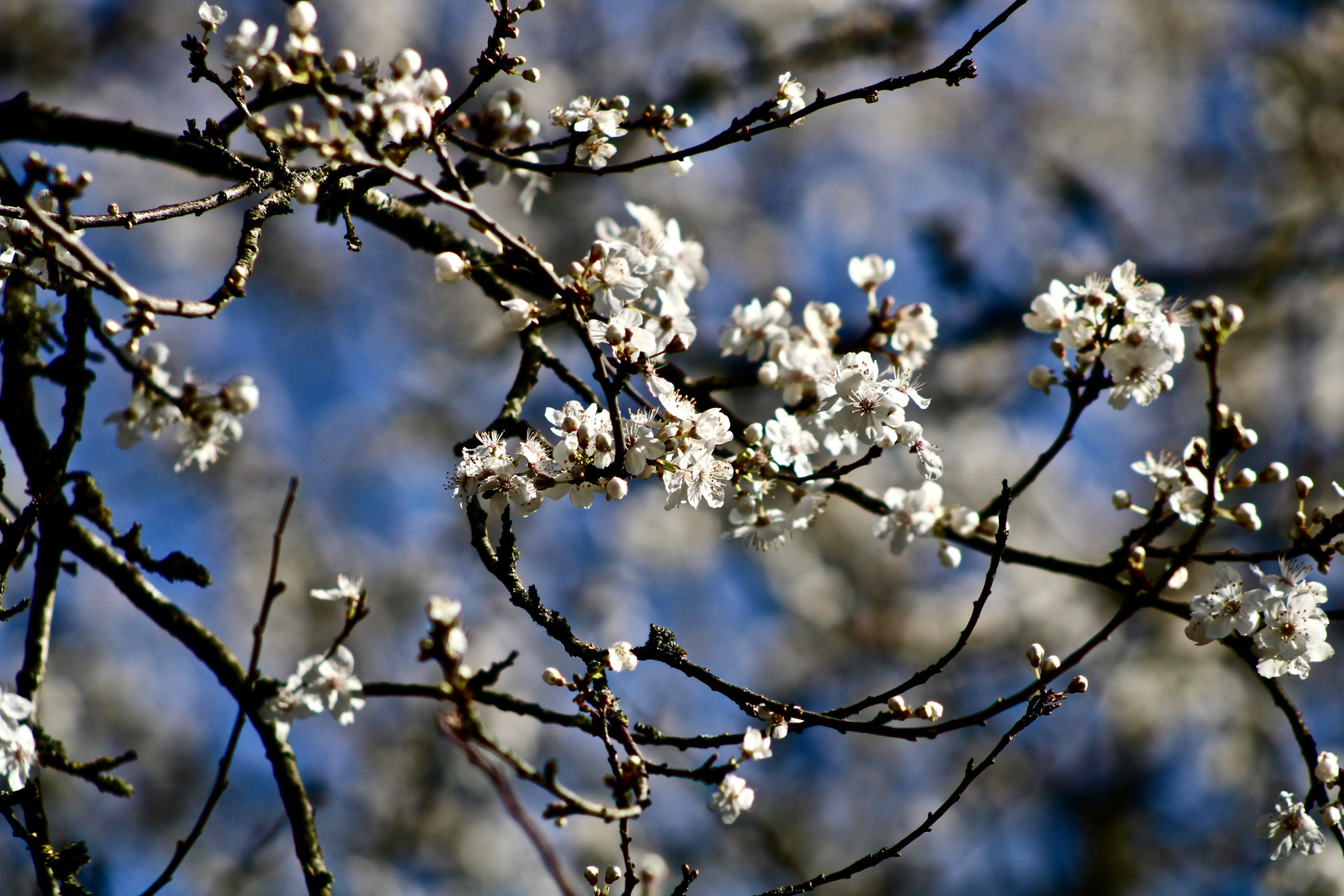 ...fleurs d´arbres !!!...