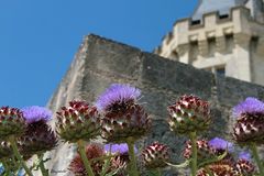 Fleurs d'artichauts 