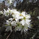 Fleurs d'aubépine