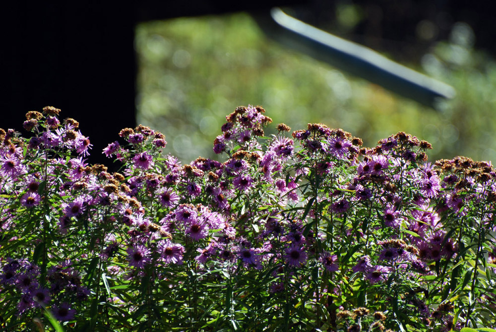 fleurs d'automne...