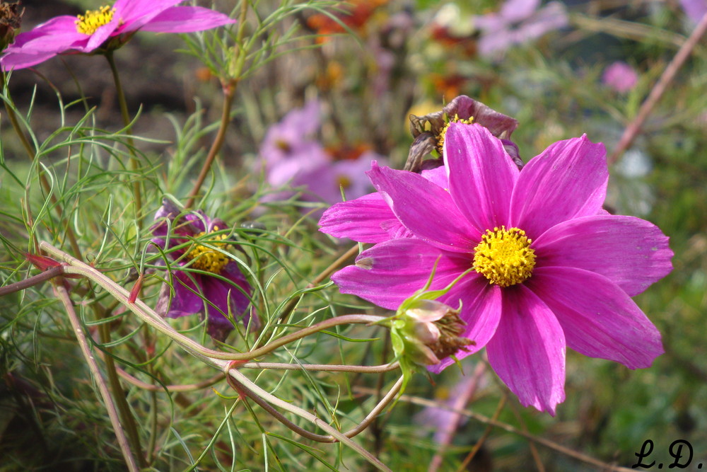 Fleurs d'automne.