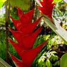 Fleurs de balisier rouge -- Rote Heliconien-Blüte