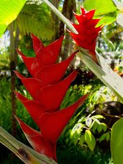 Fleurs de balisier rouge -- Rote Heliconien-Blüte