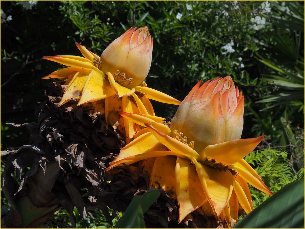 Fleurs de bananier nain chinois lotus d'or