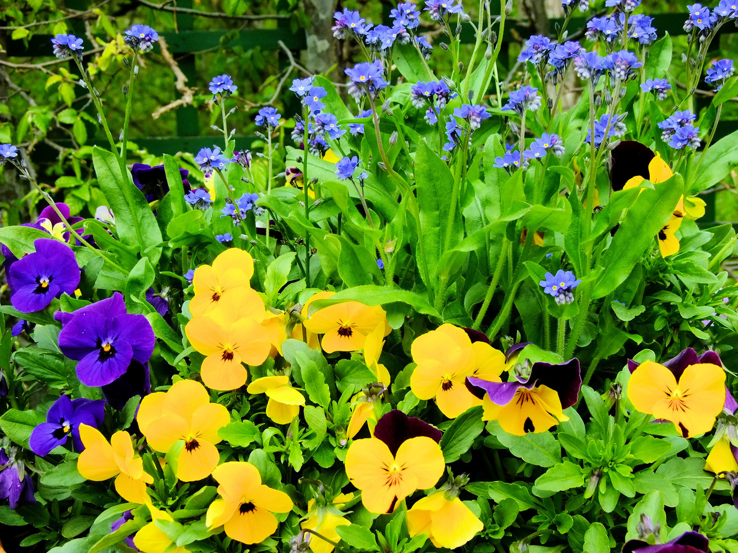 Fleurs de Bavière