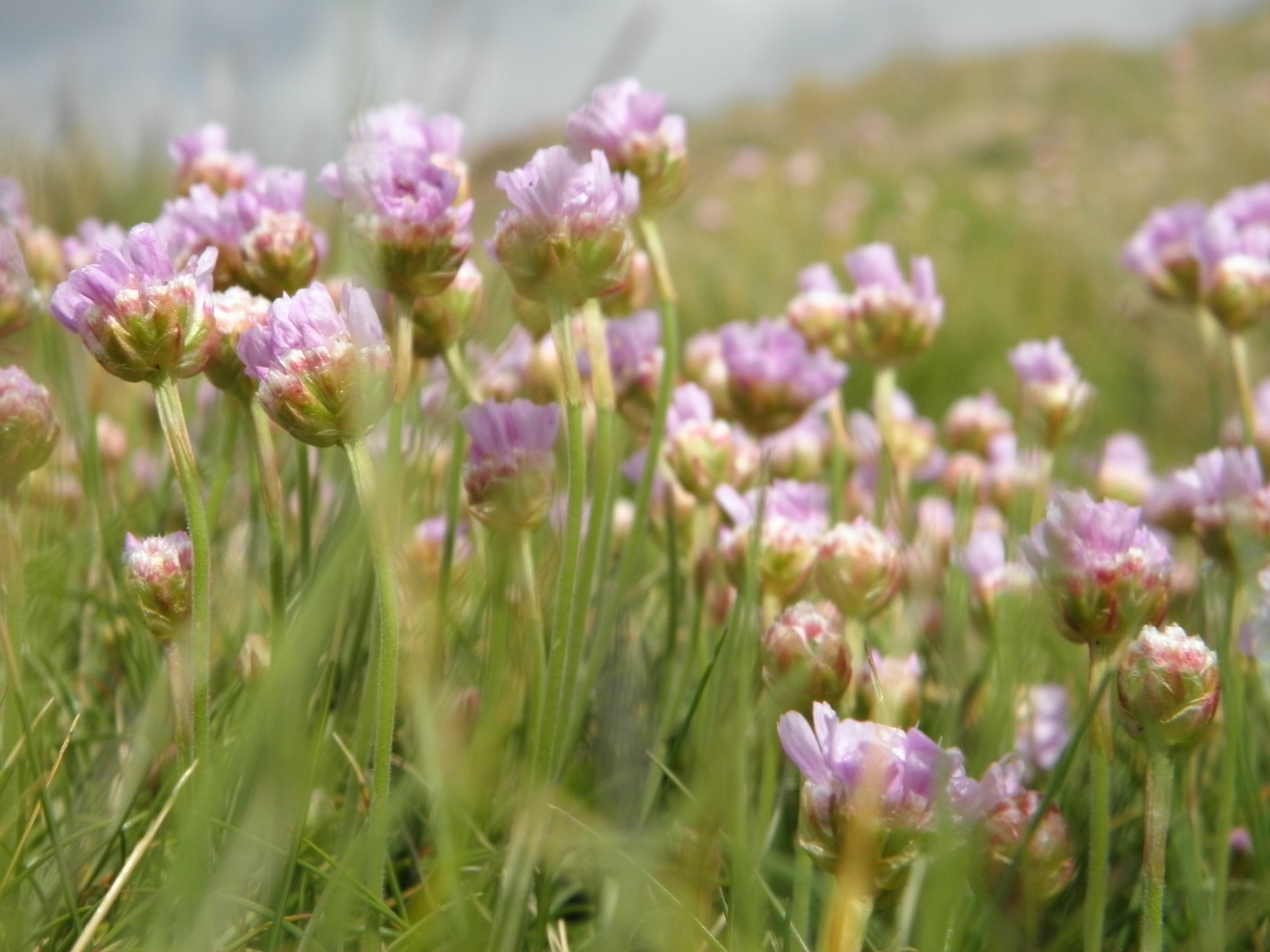 fleurs de bord de mer