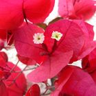 fleurs de bougainvillier