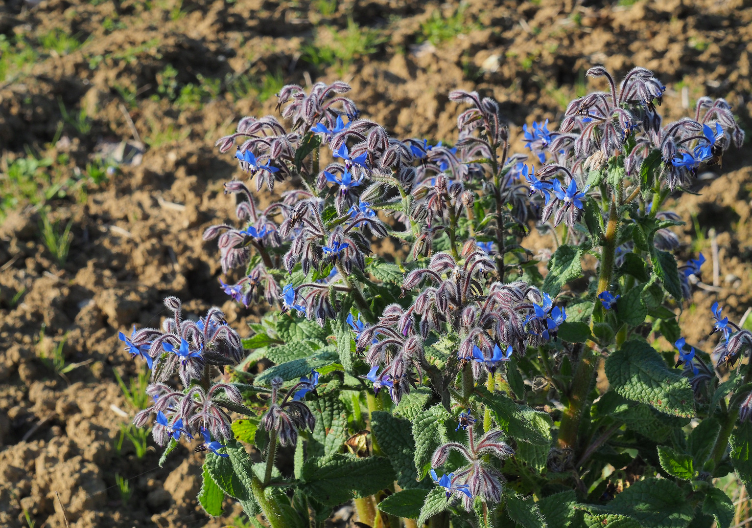 Fleurs de bourrache