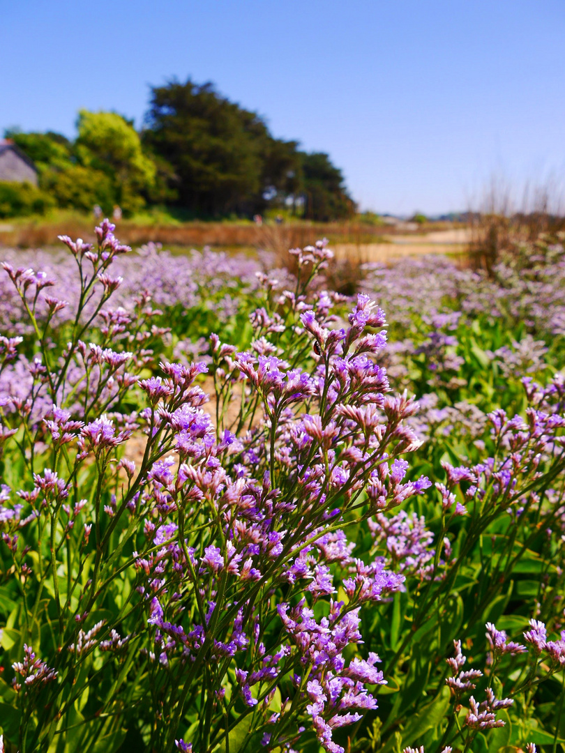 Fleurs de Bretagne 