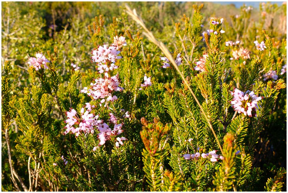 Fleurs de bruyère