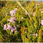 Fleurs de bruyère