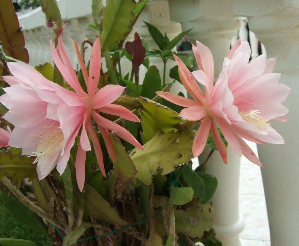 Fleurs de cactées