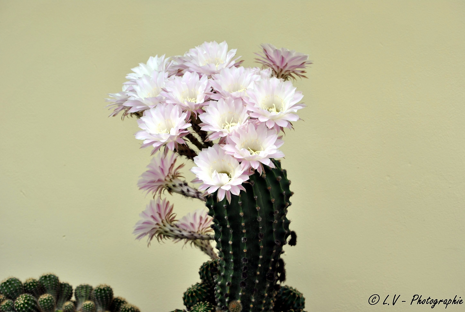 Fleurs de Cactus