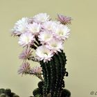 Fleurs de Cactus