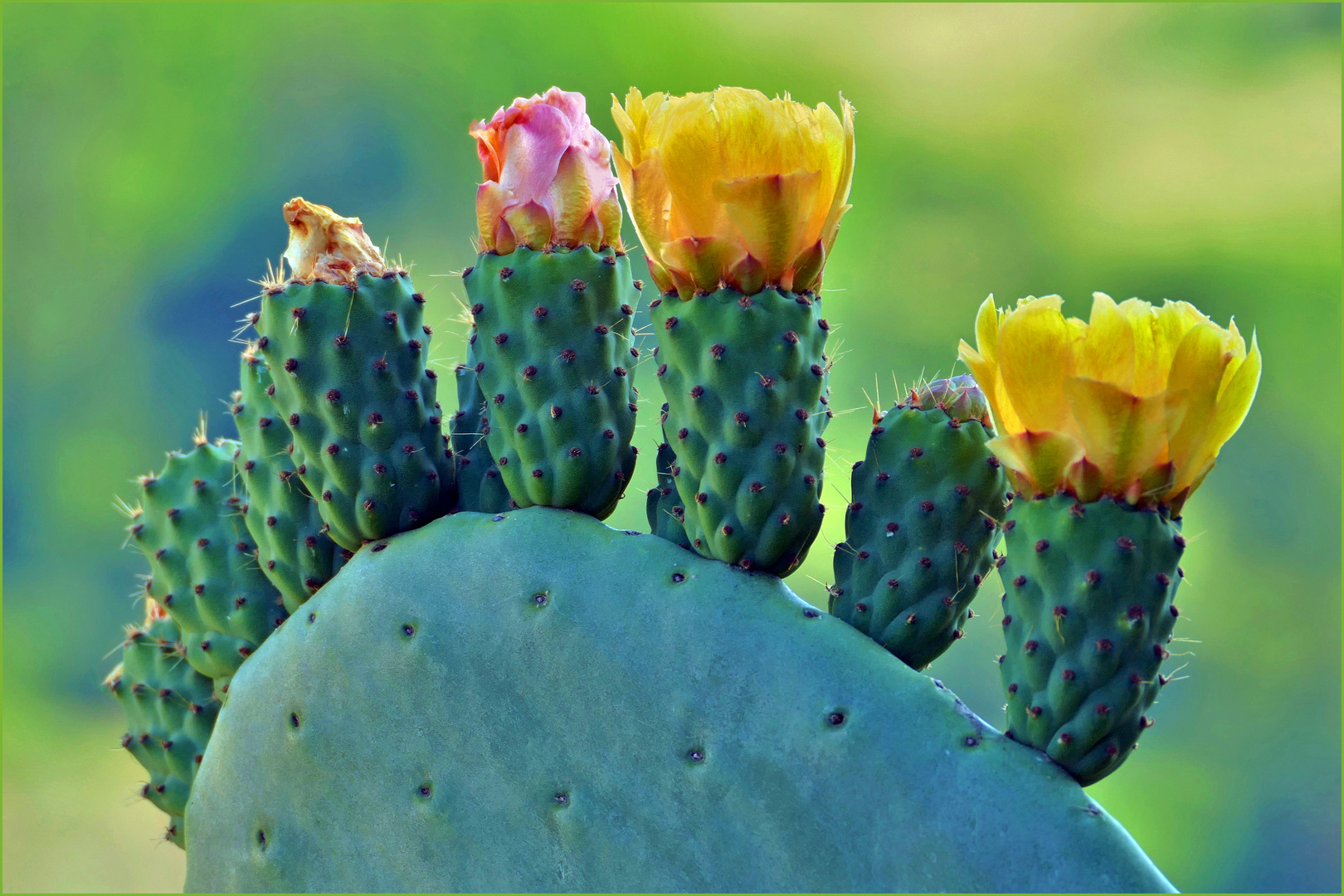 fleurs de cactus ....