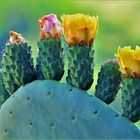 fleurs de cactus ....