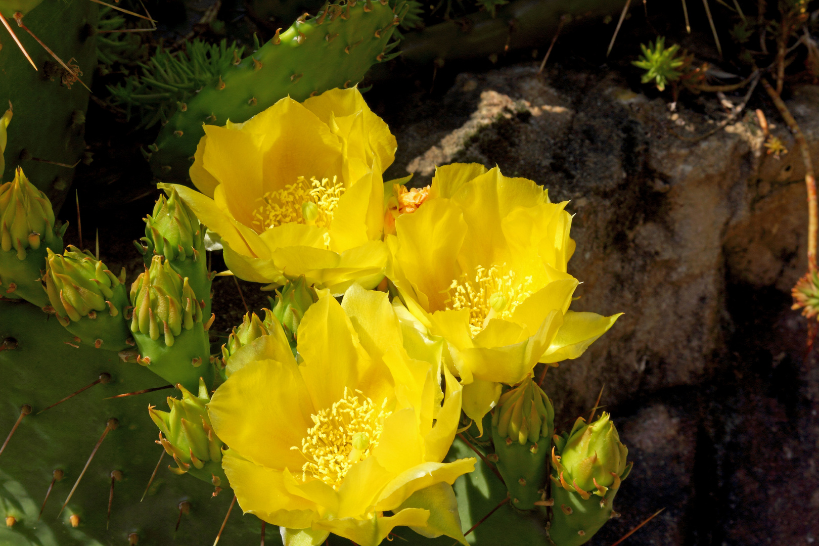 Fleurs de cactus.