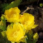 Fleurs de cactus.