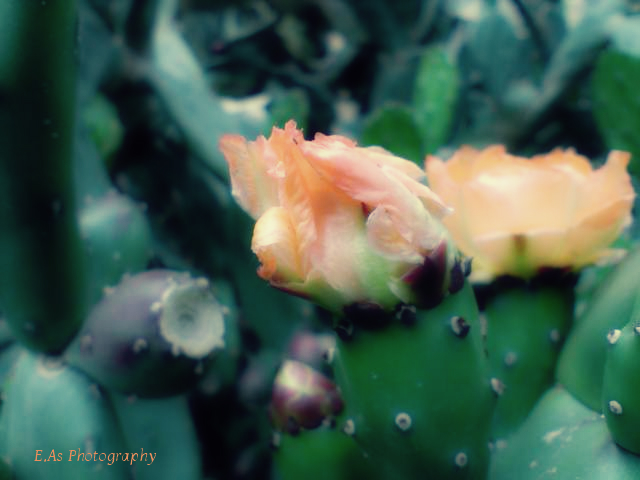 fleurs de cactus