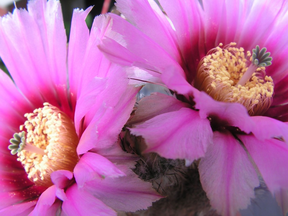 fleurs de cactus