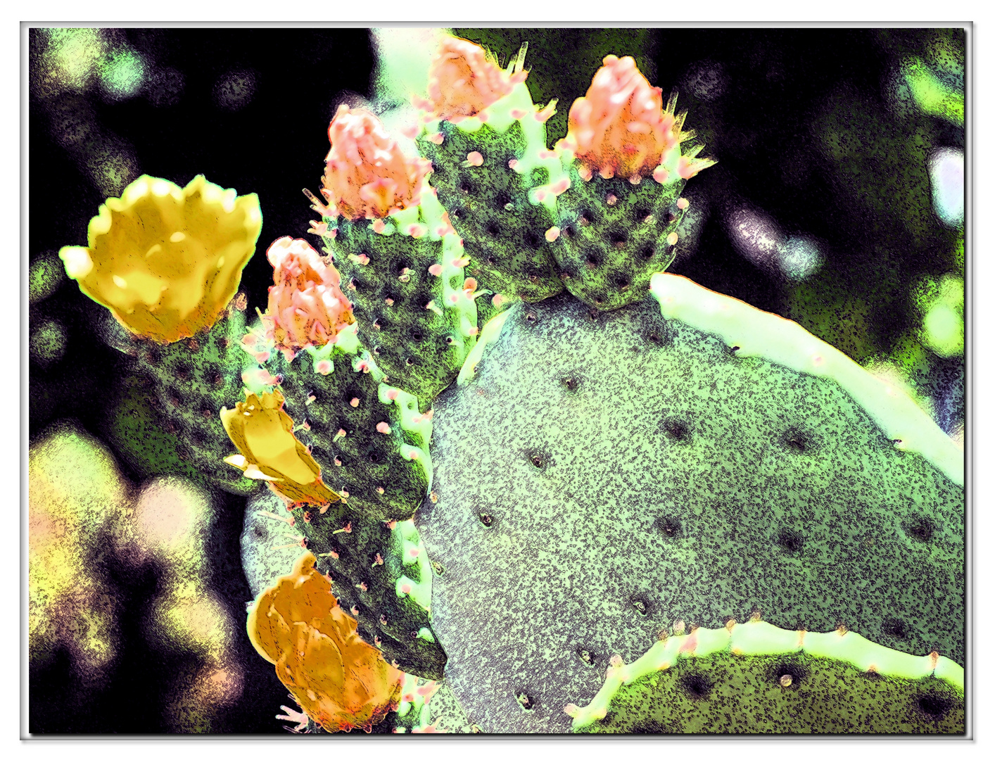 fleurs de cactus....