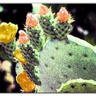 fleurs de cactus....