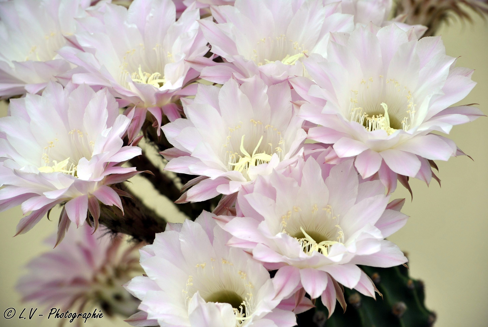 Fleurs de Cactus