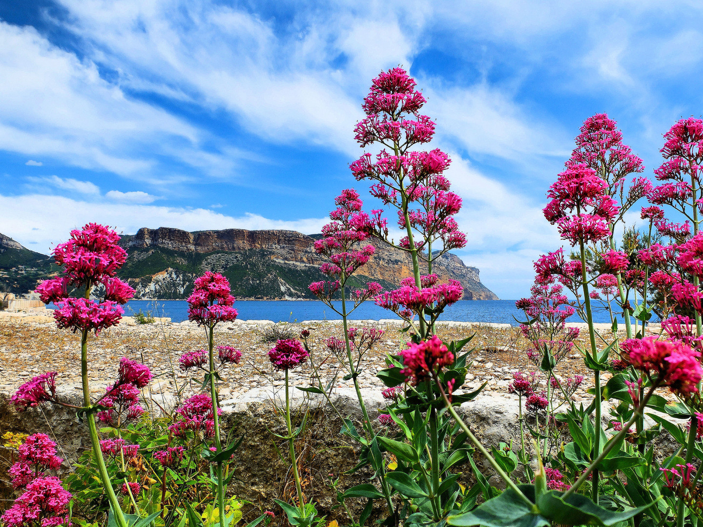 Fleurs de calanque