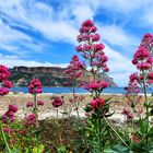 Fleurs de calanque