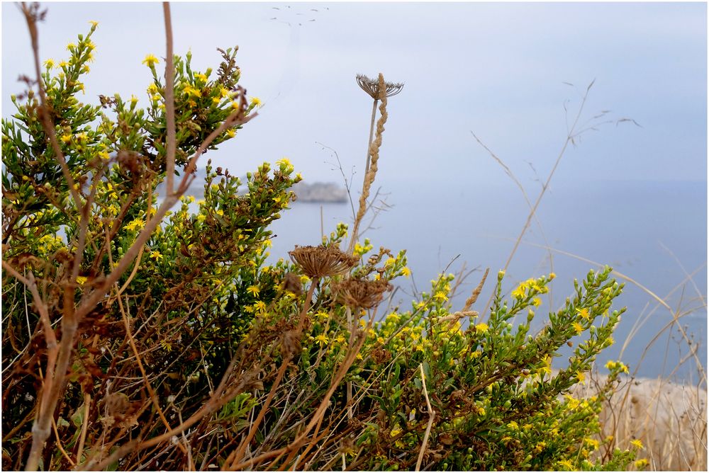 Fleurs de calanques