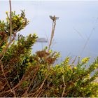 Fleurs de calanques