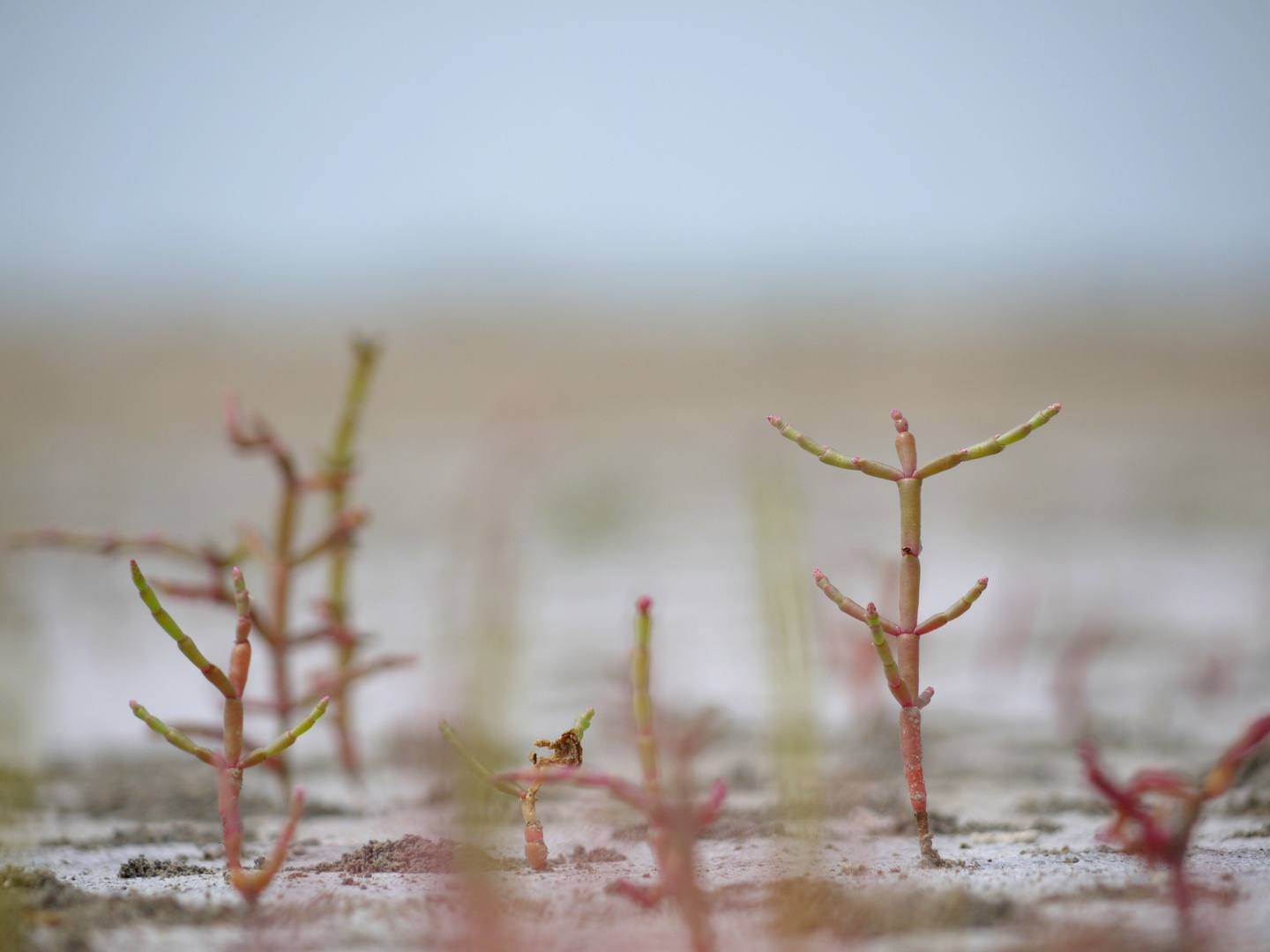 fleurs de camargue