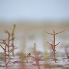 fleurs de camargue