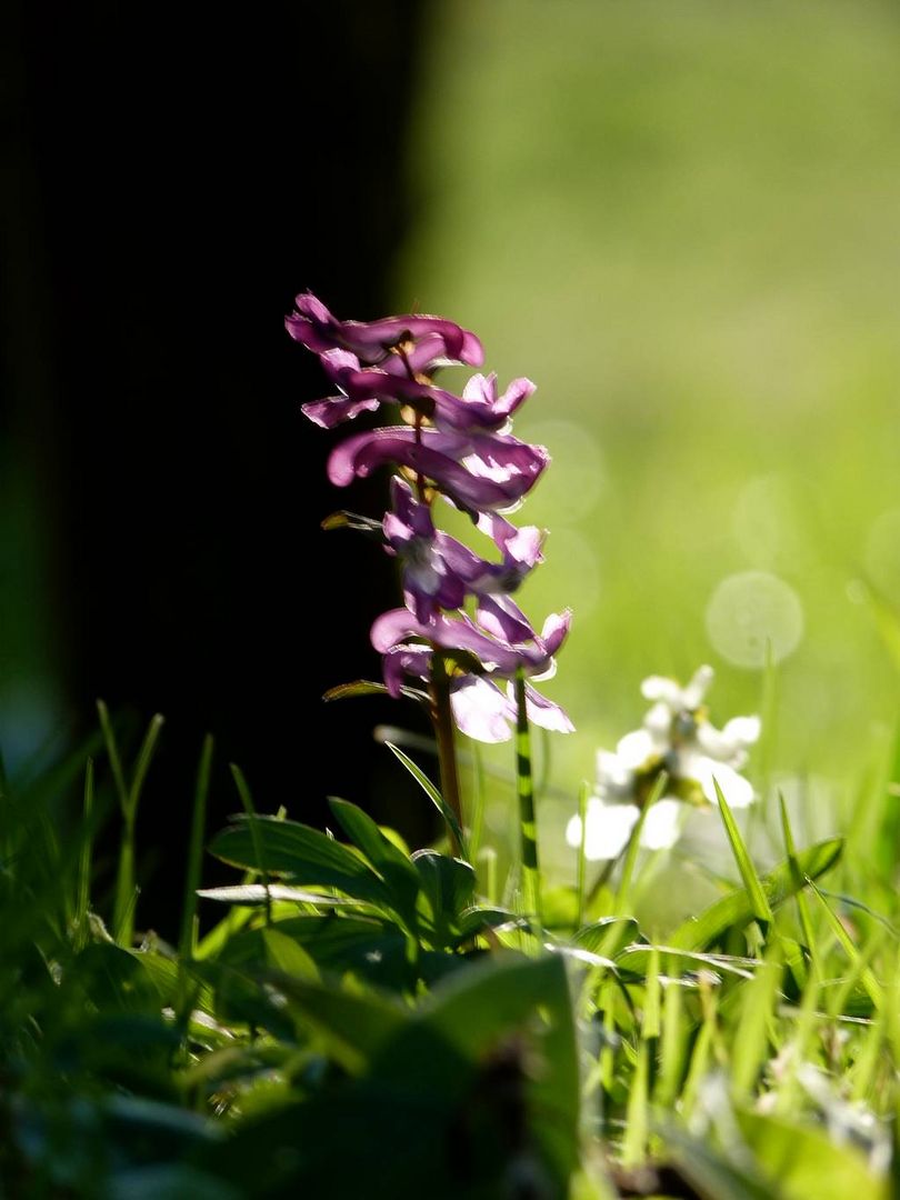 fleurs de campagne