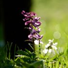 fleurs de campagne