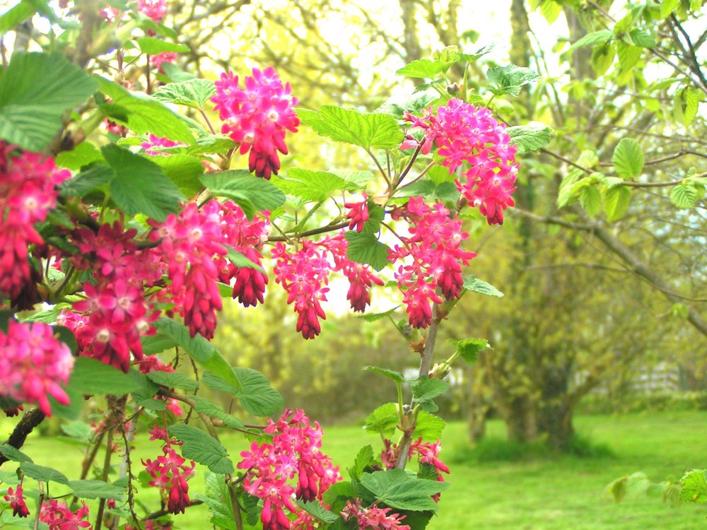 fleurs de cassis