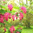 fleurs de cassis