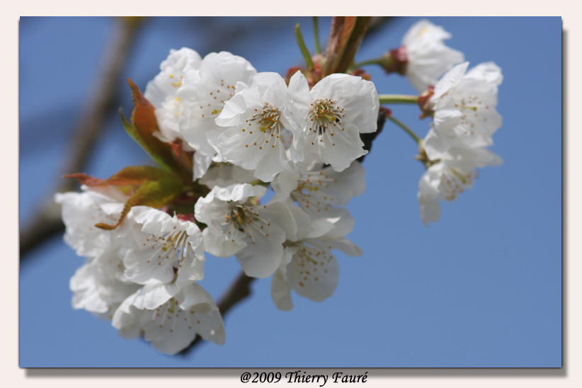 fleurs de cerisier