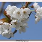 fleurs de cerisier