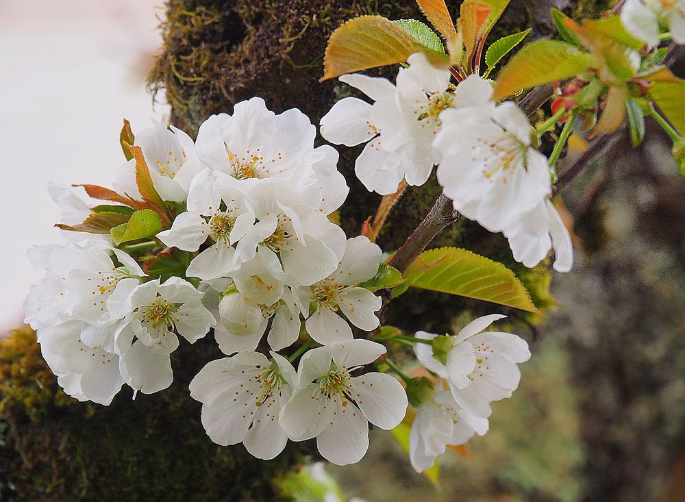 Fleurs de cerisier