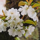 Fleurs de cerisier