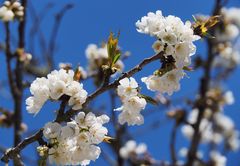 Fleurs de cerisier