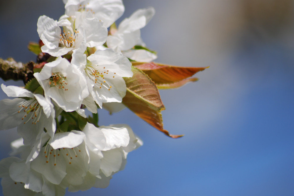 Fleurs de cerisier