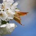 Fleurs de cerisier