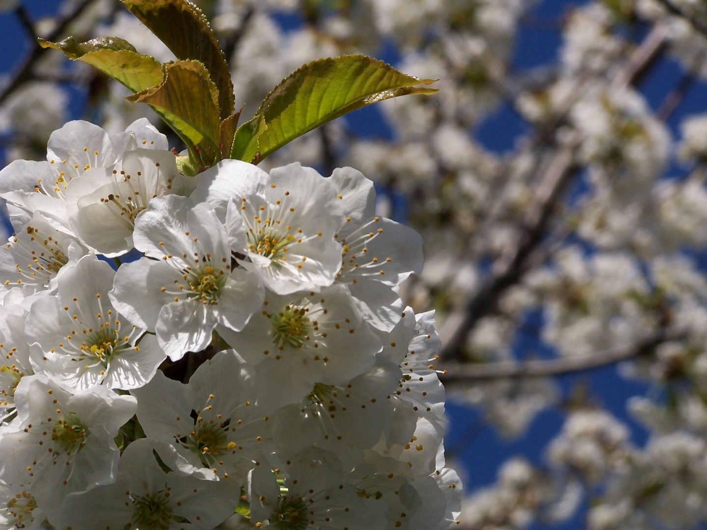 Fleurs de Cerisier