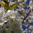 Fleurs de Cerisier