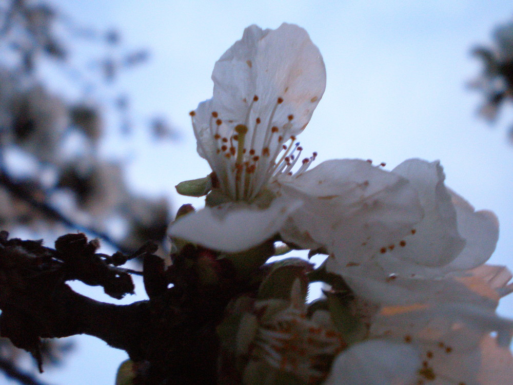 Fleurs de cerisier